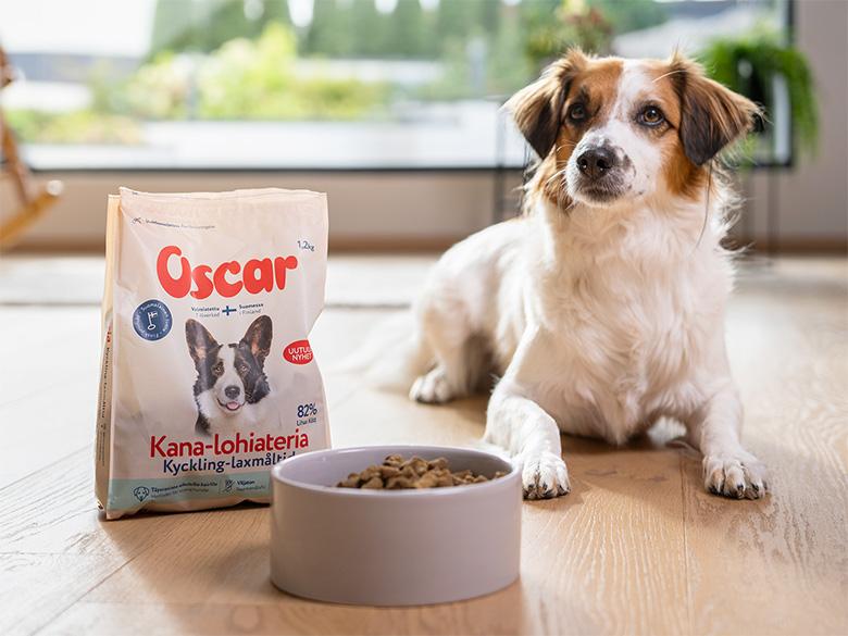 Lemmikki - Oscar valokuvaukset